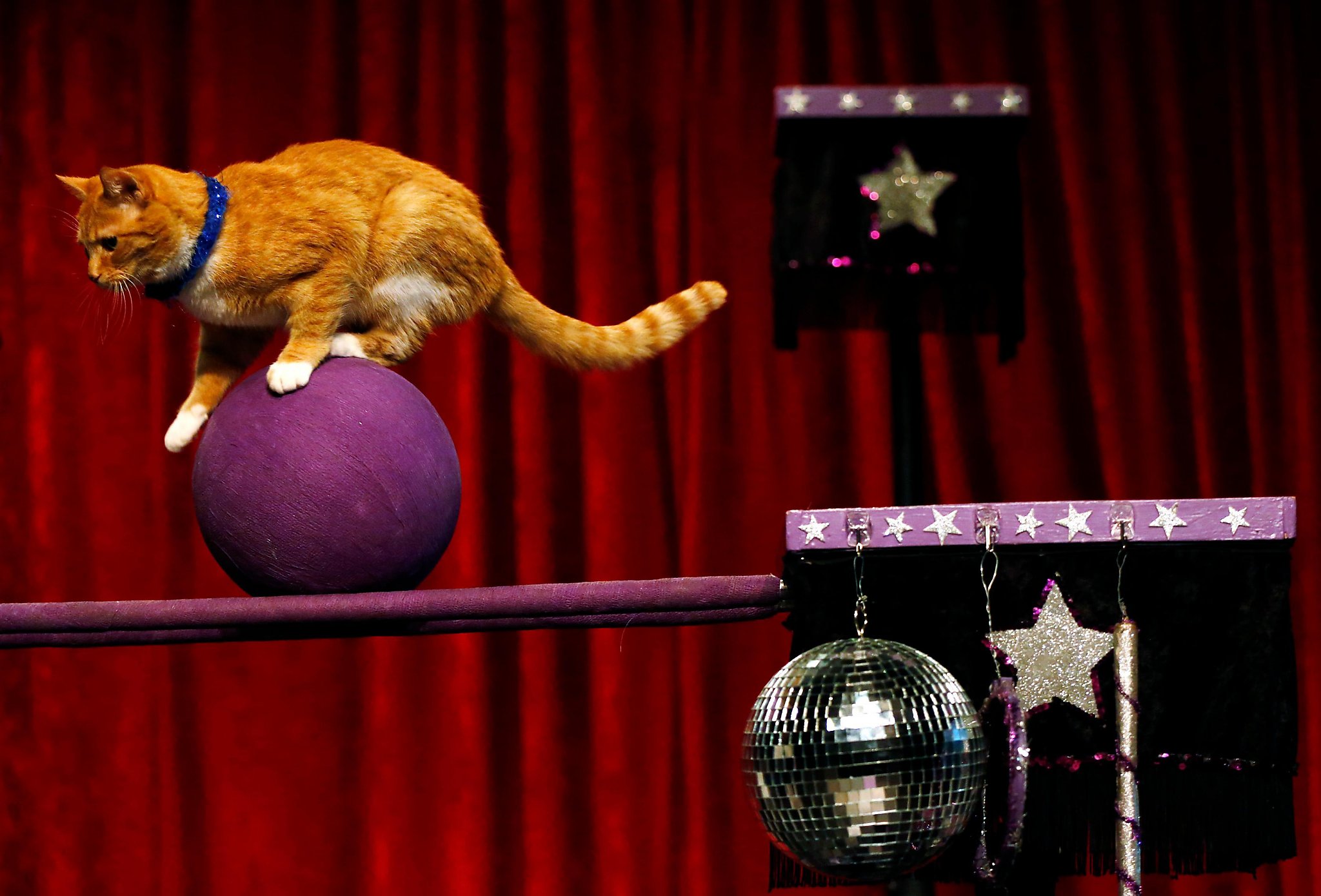 The Amazing Acro-Cats bring cat circus back to San Francisco