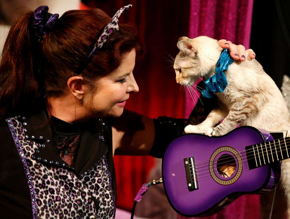 The Amazing AcroCats bring cat circus back to San Francisco