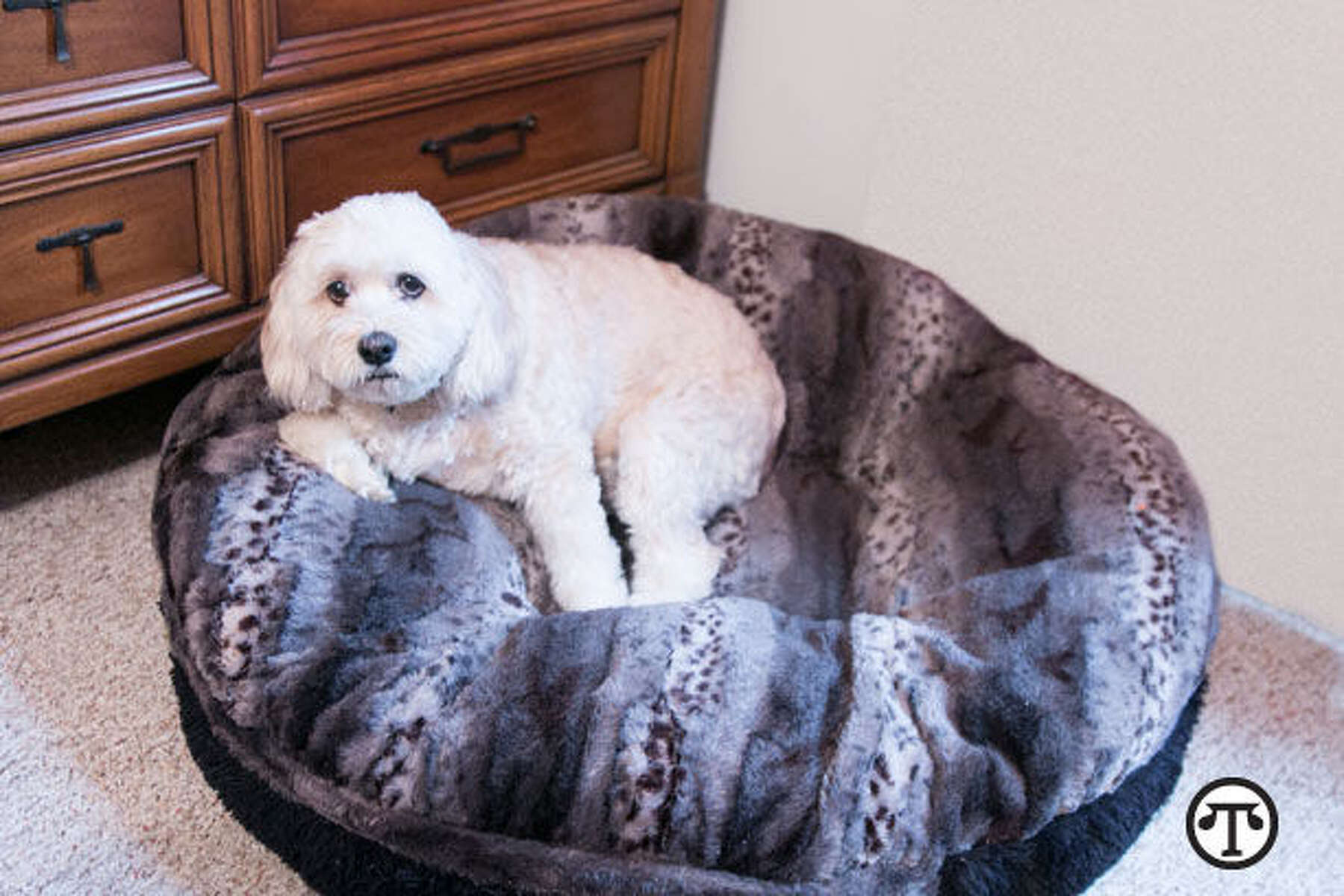 female dog beds
