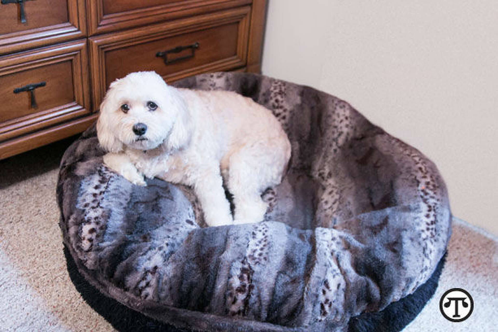 Female Dogs Who Wet Their Beds Your Veterinarian Can Help This Physical Disorder