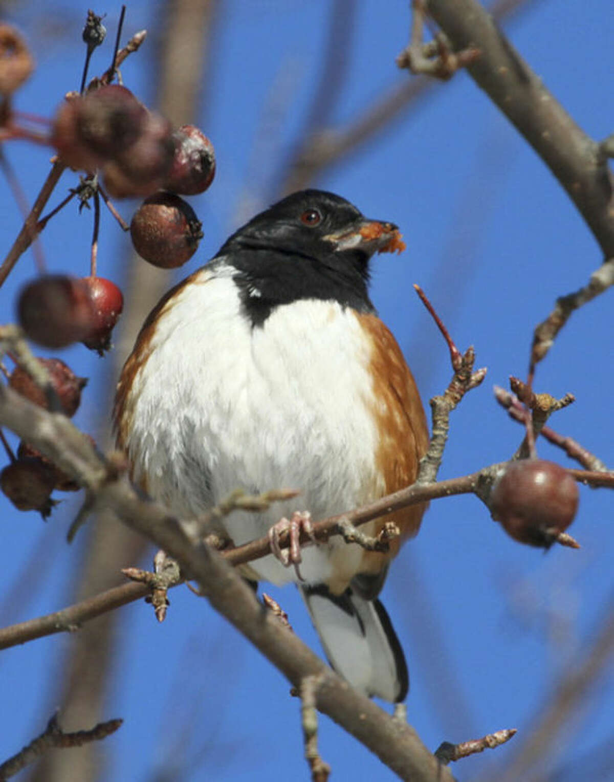 Photo by Chris Bosak An Eastern Towhee eats a crab apple during a cold winter day at Weed Beach in Darien, CT., Jan. 2014.