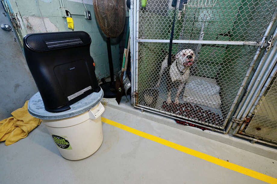 Pups bundle up as Stamford Animal Shelter goes cold The Hour