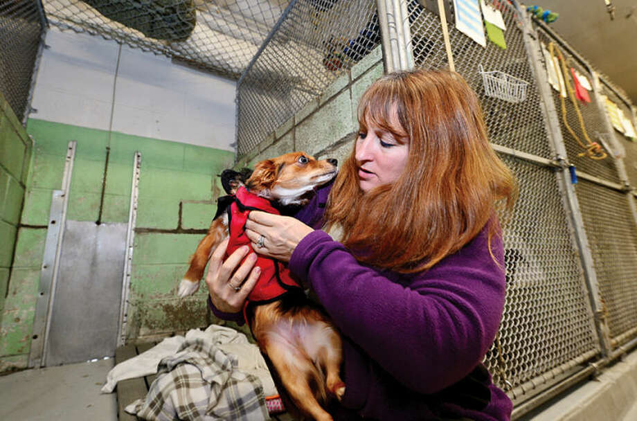 Pups bundle up as Stamford Animal Shelter goes cold The Hour