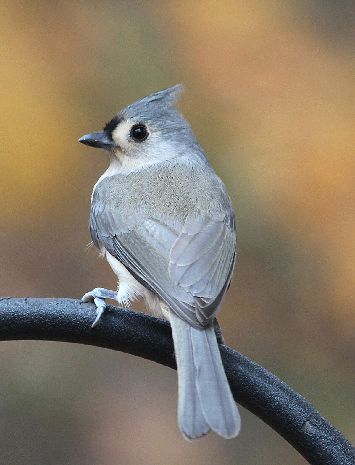 Photo by Chris Bosak A Tufted Titmouse perches near a feeding station in New England, fall 2015.