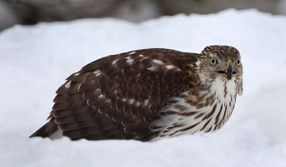 For The Birds Hawks Can T Hide In The Winter