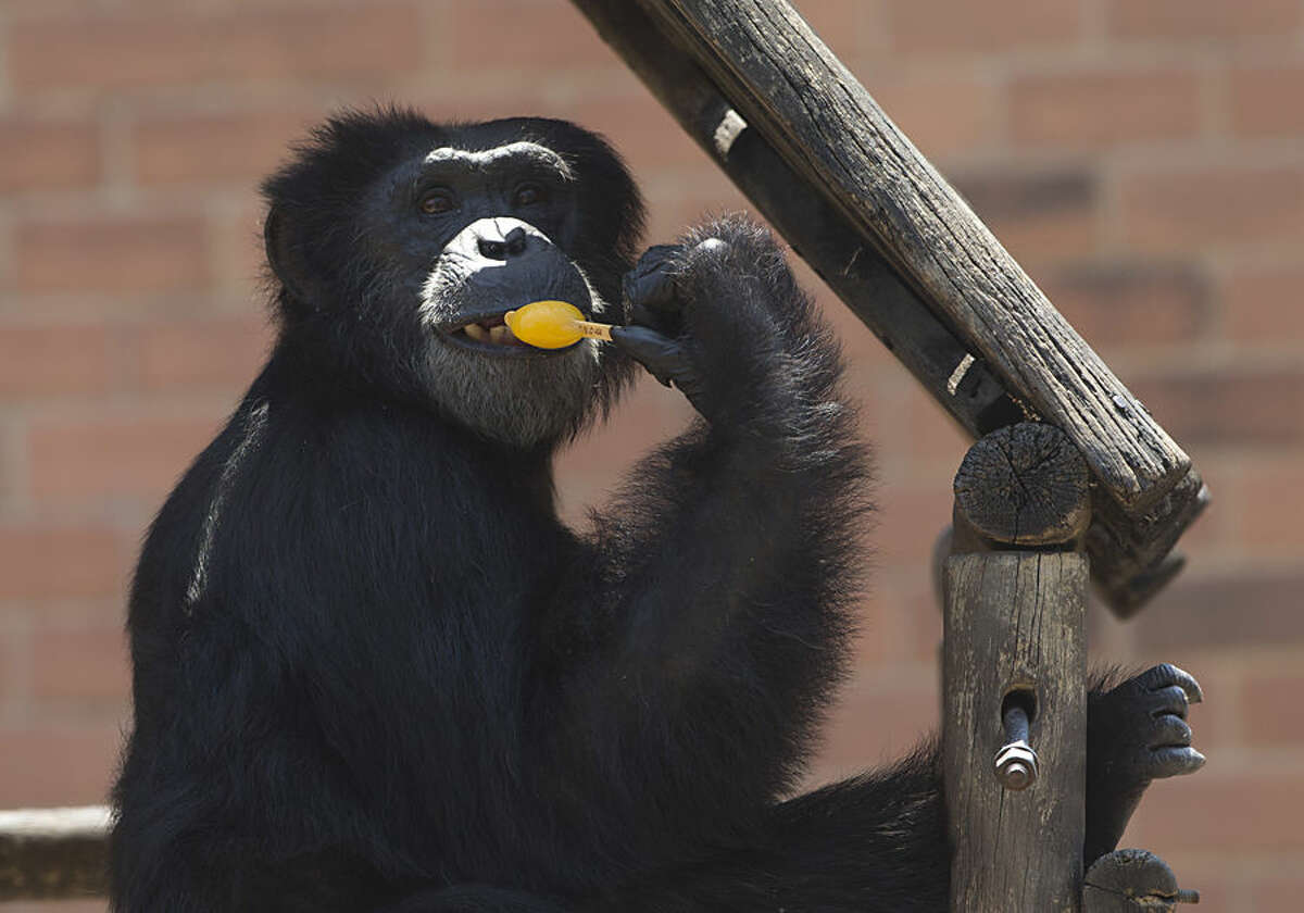 A chimpanzee named Paulinho eats a popsicle at the city zoo in Rio Janeiro, Brazil, Tuesday, Jan. 13, 2015. The zoo animals were given frozen snacks made from tropical fruits, chunks of meat and frozen yogurt to help ease the intense summer heat. (AP Photo/Silvia Izquierdo)