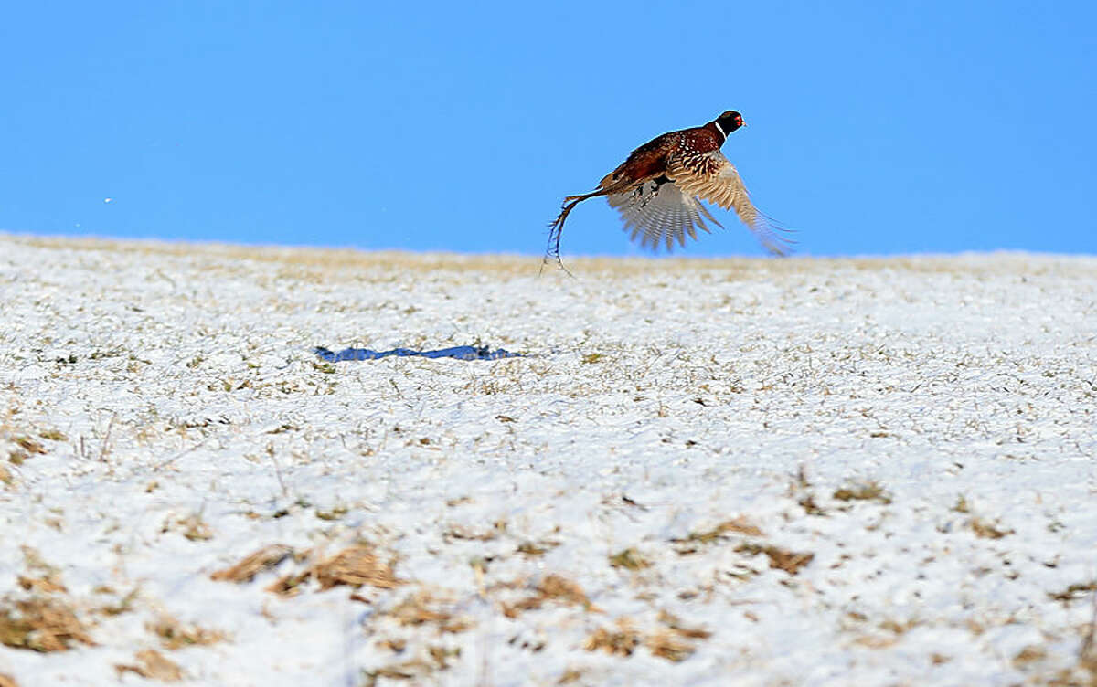 A pheasant flies over the snow on the South Pennines, near Holme, England, as more winter weather has swept across the United Kingdom bringing disruption to transport systems, Wednesday Jan. 14, 2015. More than 100 schools and nurseries have been shut and many roads closed as snow and wintry weather sweeps across the country. The Meteorological Office has issued yellow "be aware" warnings of snow, ice and wind across the whole of the United Kingdom. (AP Photo/PA, Lynne Cameron) UNITED KINGDOM OUT NO SALES NO ARCHIVE