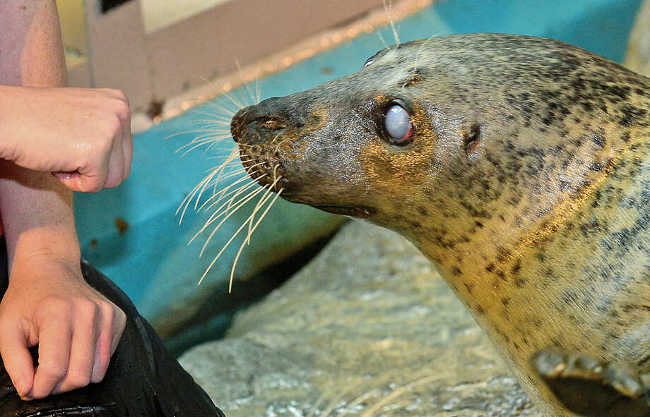 Maritime Aquarium seal picks Super Bowl winner The Hour
