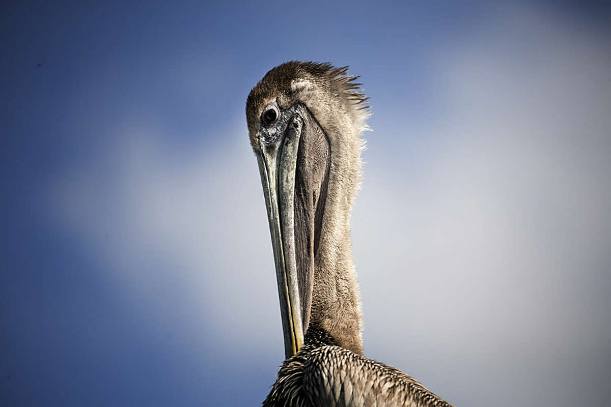 A pelican sits in the sun at Miami's Pelican Harbor Seabird Station, Tuesday, Feb. 3, 2015. Teresa Sepetuac, rehabilitation manager, reports 75percent of the seabirds treated at the station were damaged by fishing line and hooks. The station uses almost 40,000 pounds of fish a year. (AP Photo/J Pat Carter)