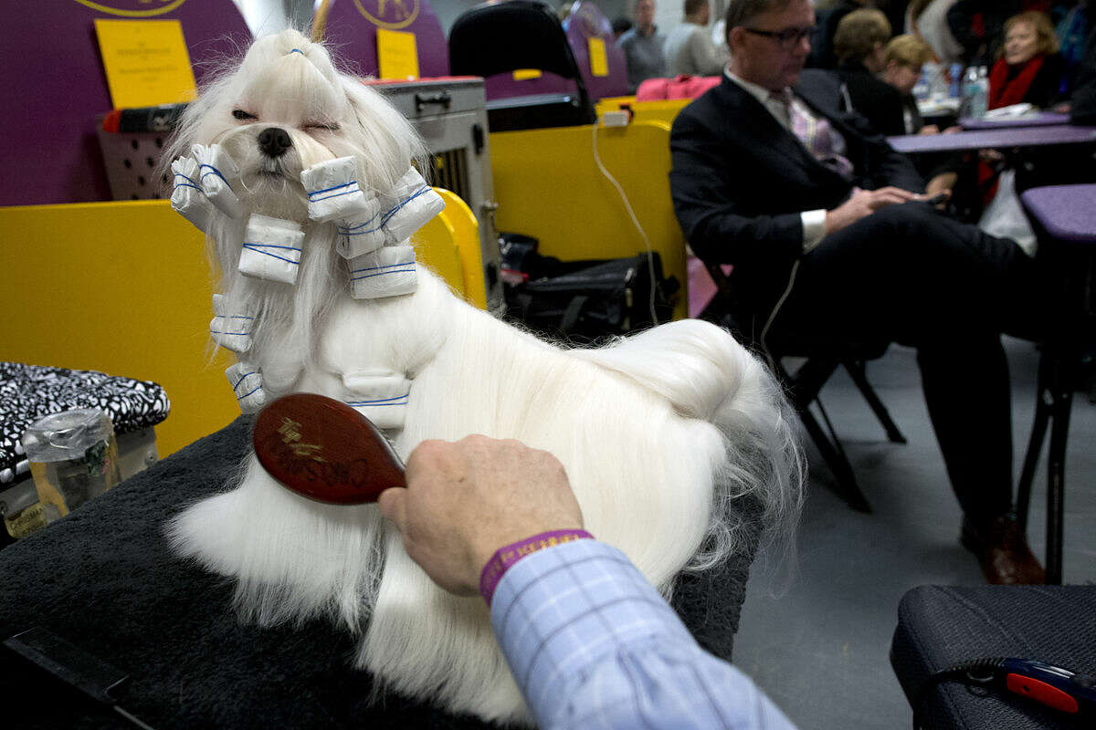 Manny Comitini, of Stroudsburg, Pa., grooms Yukos, a Maltese, in the benching area during the 140th Westminster Kennel Club dog show, Monday, Feb. 15, 2016, at Madison Square Garden in New York. (AP Photo/Mary Altaffer)