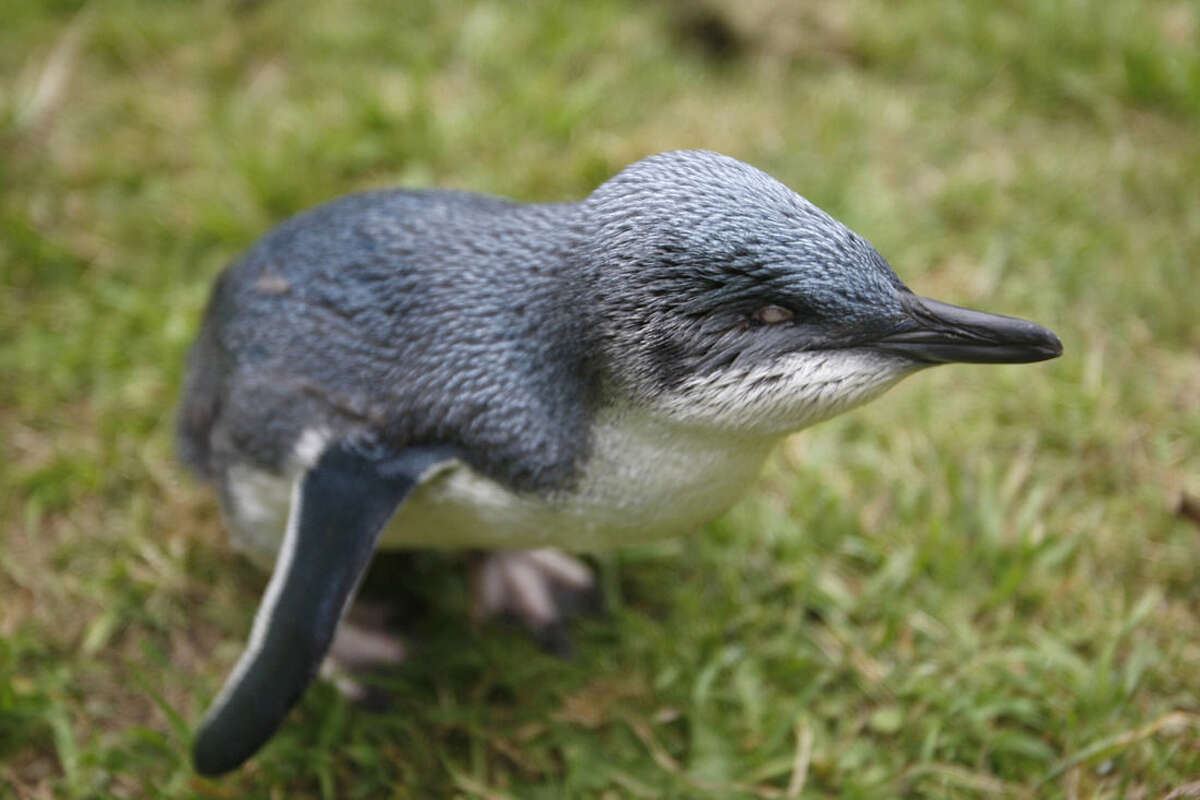 This Feb. 8, 2016 photo shows Blindy the little blue penguin in Flea Bay, New Zealand. Blindy was born without functioning eyes and is being looked after by Shireen Helps. Efforts by the Helps family over more than three decades helped save the bay’s penguins from predators while many nearby colonies were wiped out. (AP Photo/Nick Perry)