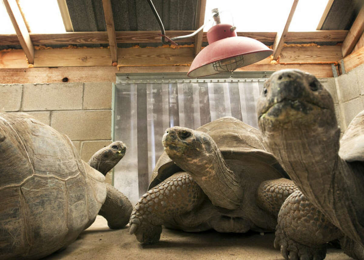Galapagos tortoises stay warm under a heater inside the tortoise barn at the Austin Zoo, Monday Jan. 27, 2014, in Austin, Texas. Zookeepers are using hay, blankets, tarps and heaters to protect their animals from the next cold snap. There's a 20 percent chance of a wintry mix for Central Texas while flurries are possible for the Panhandle. (AP Photo/Austin American-Statesman, Jay Janner) AUSTIN CHRONICLE OUT, COMMUNITY IMPACT OUT, MAGS OUT; NO SALES; INTERNET AND TV MUST CREDIT PHOTOGRAPHER AND STATESMAN.COM.