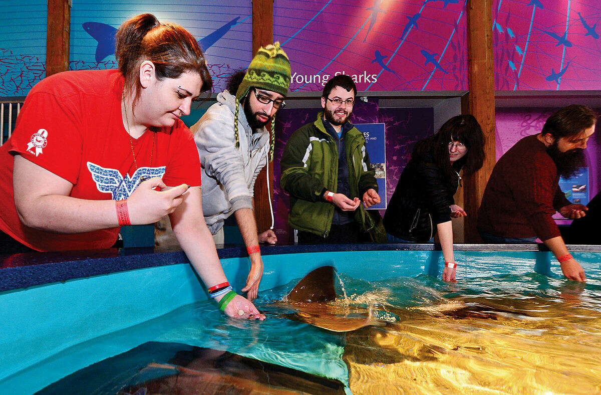 Hour photo / Erik Trautmann Hannah D'Avino and her boyfriend Johnny Morales feed Stingrays during the Valentine’s Feeding Time for Couples at the Maritime Aquarium Saturday.