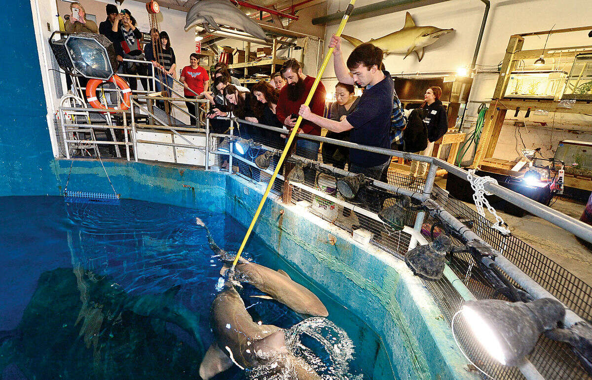 Hour photo / Erik Trautmann Maritime Aquariam aquarist Tyler Maurey feeds the sharks for participants of the Valentine’s Feeding Time for Couples at the Maritime Aquarium Saturday.