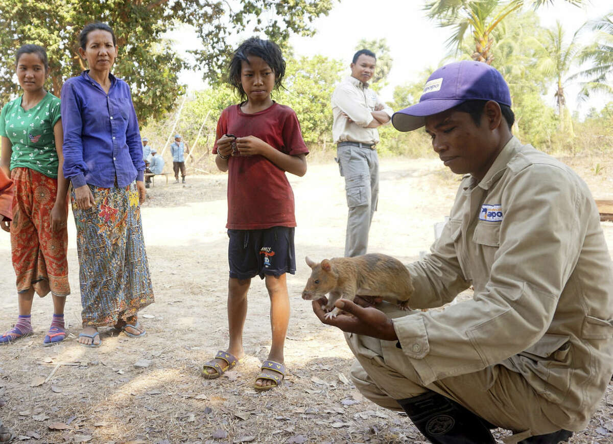 In this Feb. 19, 2016, photo, a handler shows off one of the rats to villagers who are grateful that these creatures from Africa are beginning to clear their fields of the mines which have taken their lives and injured others, in Trach, Cambodia. Tiny noses and long whiskers twitching, they've scurried and sniffed their way across 775 square meters (8,300 square feet) of fields to eliminate a scourge that has killed thousands of Cambodians: land mines. (AP Photo/Denis Gray)