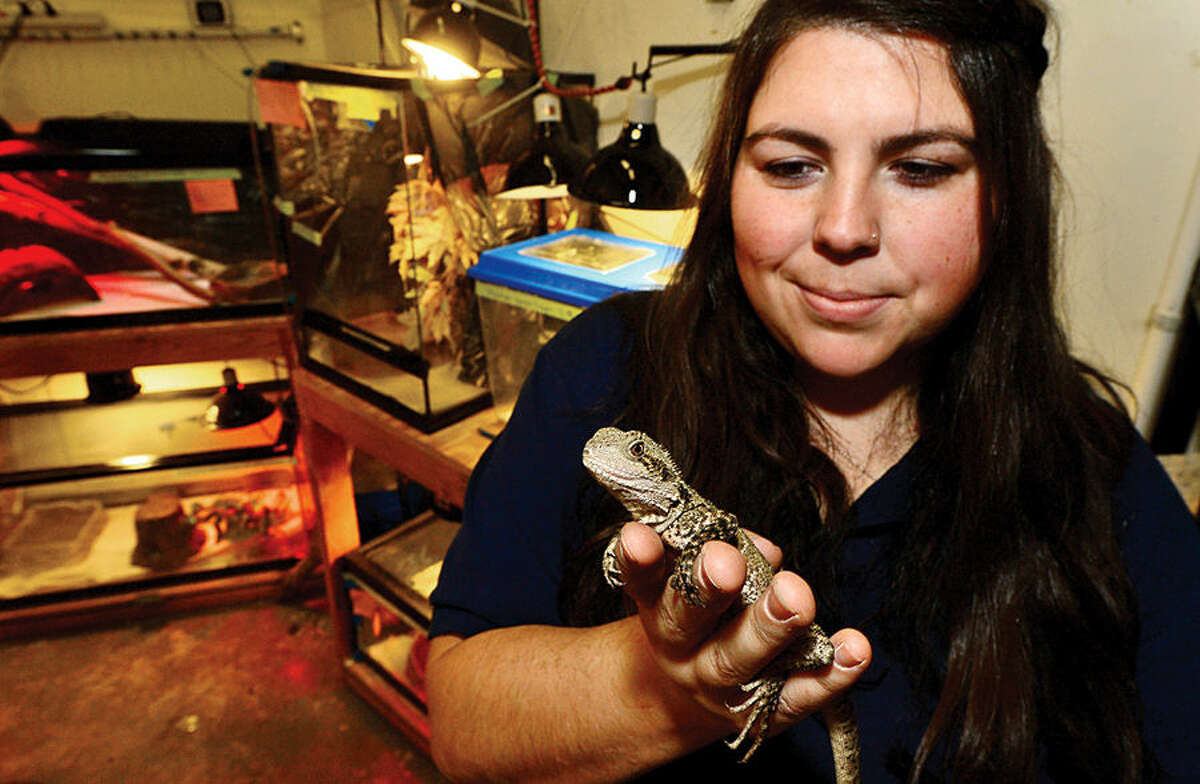 Hour photo / Erik Trautmann Aquarist Maxine Montell readies a Australian Water Dragon for the move downstairs to the Maritime Aquarium’s new exhibit, “Dragons! Real or Myth?” which opens Saturday, Feb. 14. The exhibit will feature an exotic variety of land and sea creatures, all with dragon in their name.