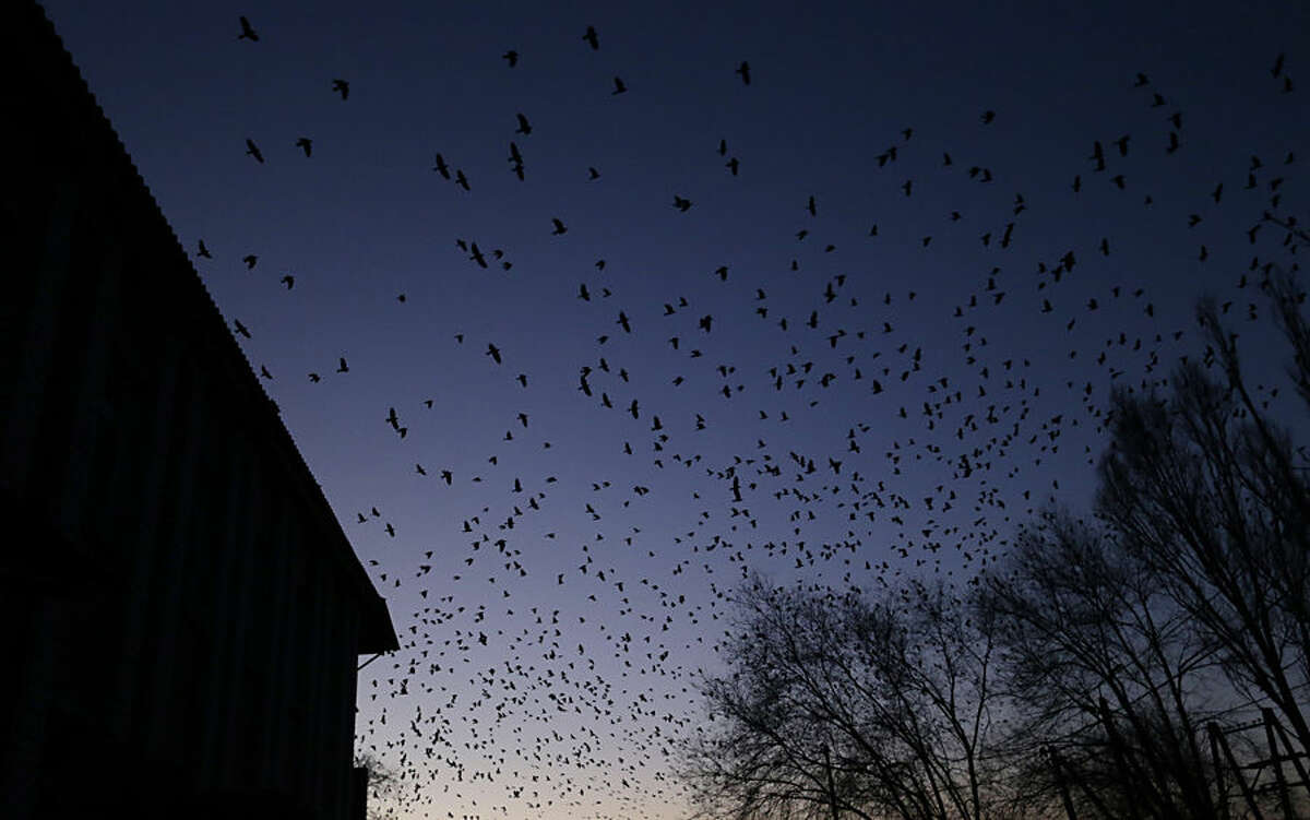 Birds swarm in the sky as shelling between Russian-backed separatists and Ukrainian government takes place in a residential area of the town of Artemivsk, Ukraine, Friday, Feb. 13, 2015. Despite a looming cease-fire deal for eastern Ukraine, a government-held town 40 kilometers (25 miles) behind the front line has been hit by shelling, killing at least one person. The deadline for the warring sides to halt hostilities is Sunday morning at one minute after midnight. (AP Photo/Petr David Josek)