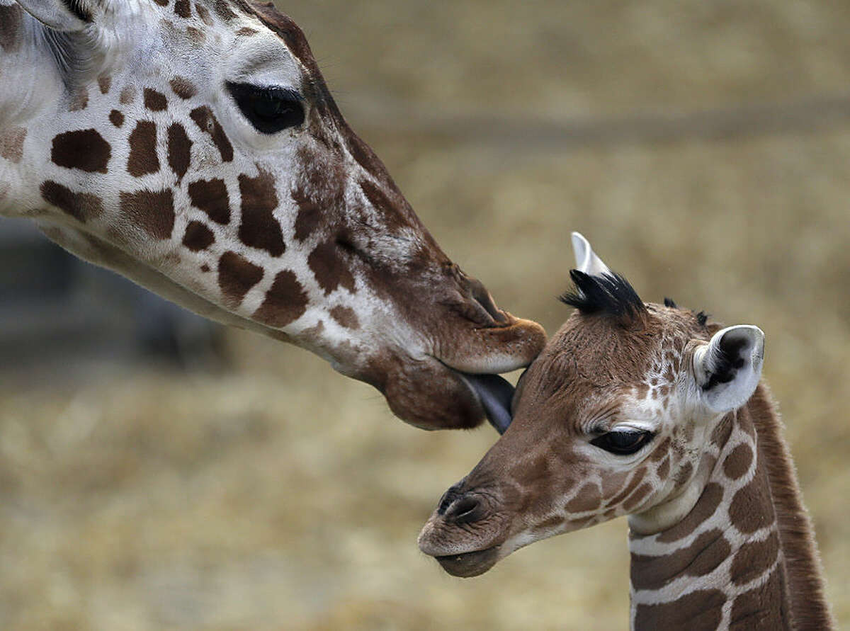 A two day old female reticulated giraffe, also known as the Somali giraffe, is licked by her mother Malindi in the indoor enclosure at the Zoo in Duisburg, Germany, Friday, Feb. 13, 2015. (AP Photo/Frank Augstein)