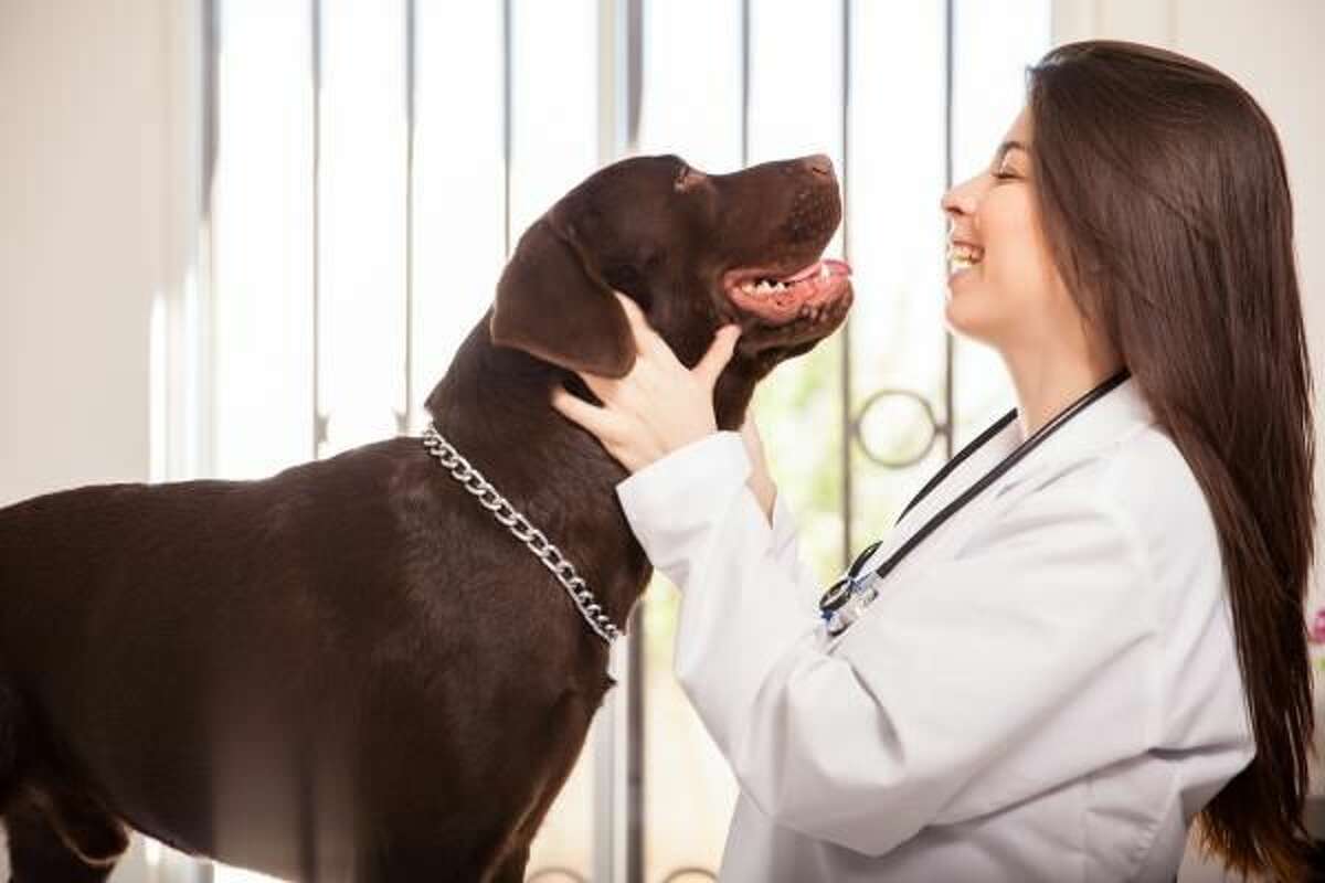 Heartworm Testing: What Every Dog Owner Needs to Know