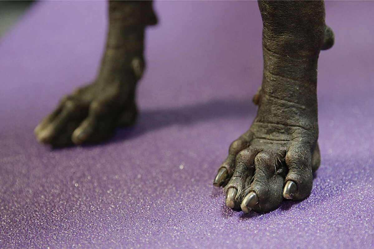 Armani, a xoloitzcuintli, is stands in the benching area of the Westminster Kennel Club dog show Monday, Feb. 16, 2015, at Madison Square Garden in New York. (AP Photo/Mary Altaffer)