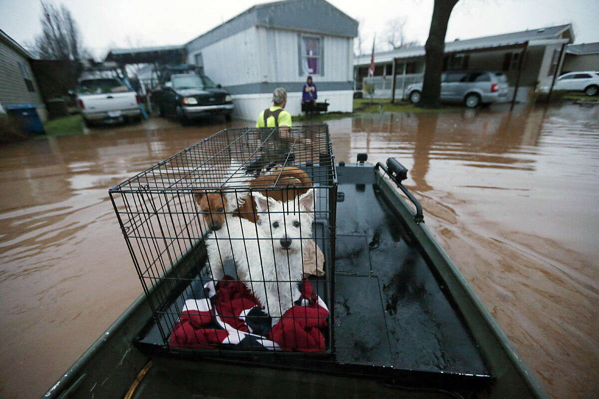 Sam Breen tows his skiff as he helps his friend Roger Dove, not pictured, retrieve his dogs Edison, foreground, and Allie, from his home, as floodwater rises at the Pecan Valley Estates trailer park in Bossier City, La., Wednesday, March 9, 2016. (AP Photo/Gerald Herbert)