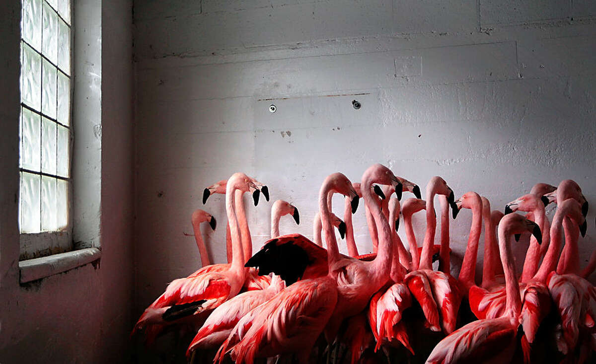 In this Tuesday, Feb. 17, 2015, photo, flamingoes at the Memphis Zoo huddle together for warmth in Memphis, Tenn. Low temperatures gripped the South on Wednesday, refreezing the snow and ice and making roads hazardous. (AP Photo/The Commercial Appeal, Jim Weber)