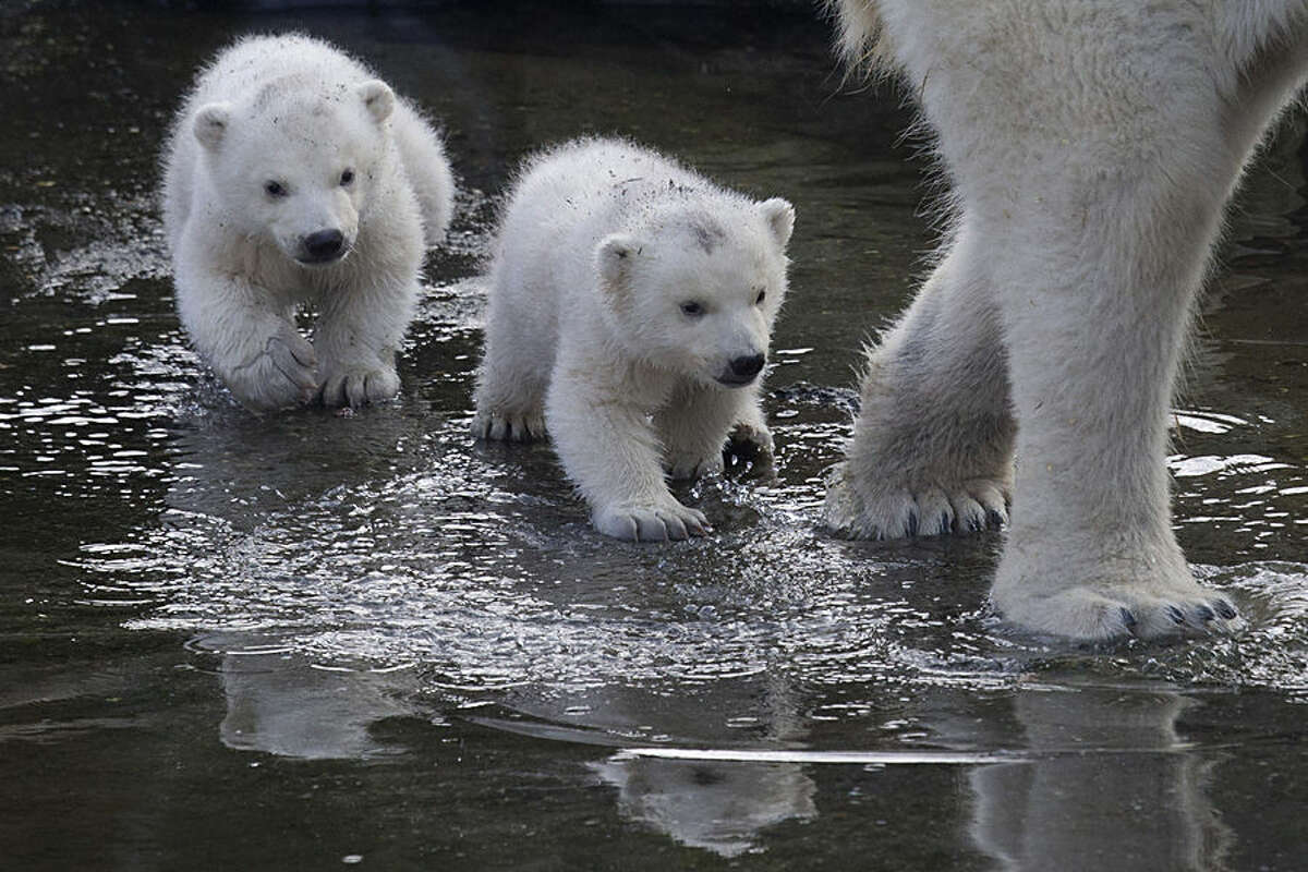 Two polar bear cubs follow their mother as they venture outside their enclosures for the first time since they were born at Ouwehands Zoo in Rhenen, Netherlands, Thursday, Feb. 19, 2015. Three cubs were born Nov. 22, 2014 but one of the triplets died soon after birth, the cub's mother and grandmother live at the zoo, their father now lives at the Yorkshire Wildlife Park in England. (AP Photo/Peter Dejong)