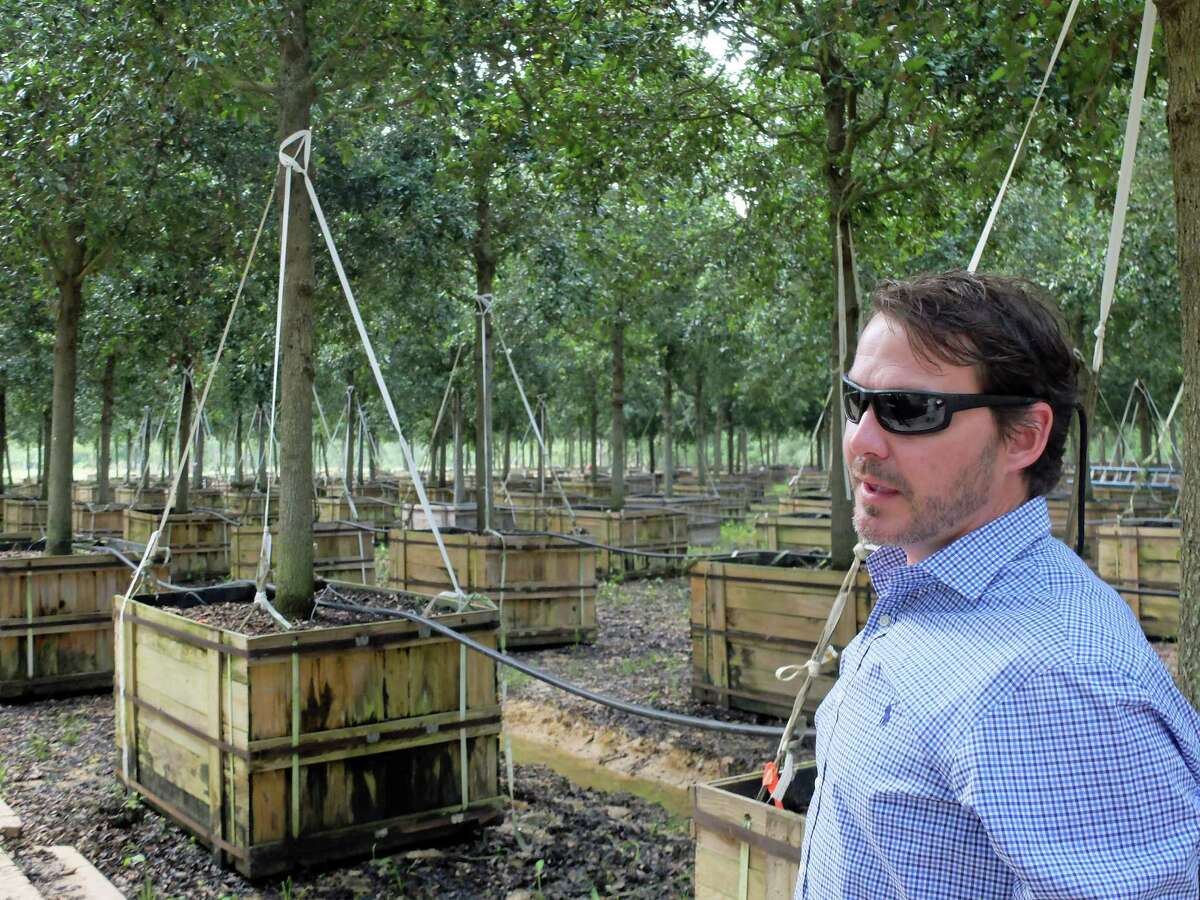 Jonathan Judice, senior vice president of Environmental Design in Tomball, in one of the groves of 840 Cathedral Live Oaks that will be planted along Post Oak Boulevard during its transformation to a pedestrian-friendly space.
