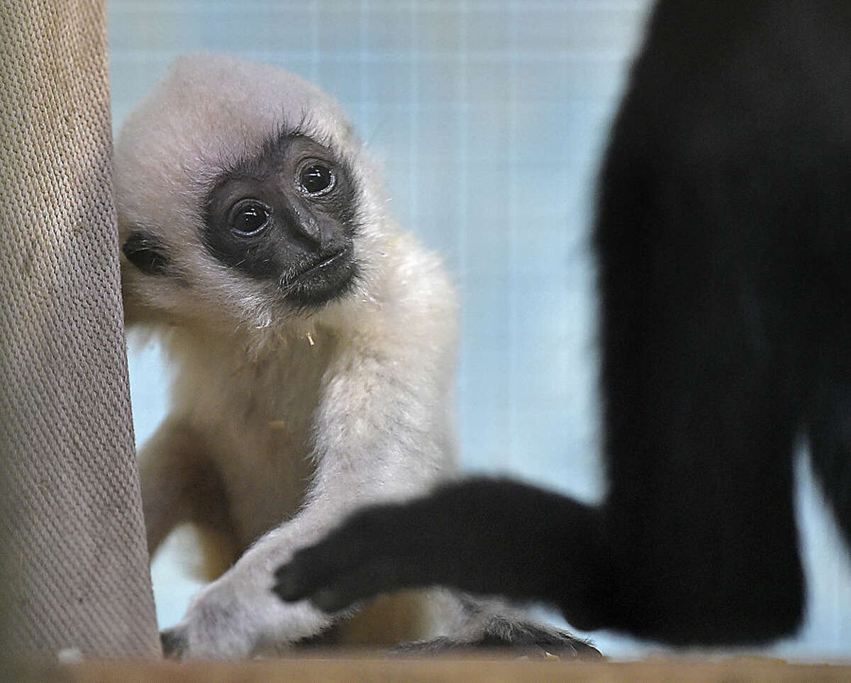 A female white-cheeked gibbon baby watches its father at the zoo in Duisburg, Germany, Friday, Feb. 20, 2015. (AP Photo/Martin Meissner)