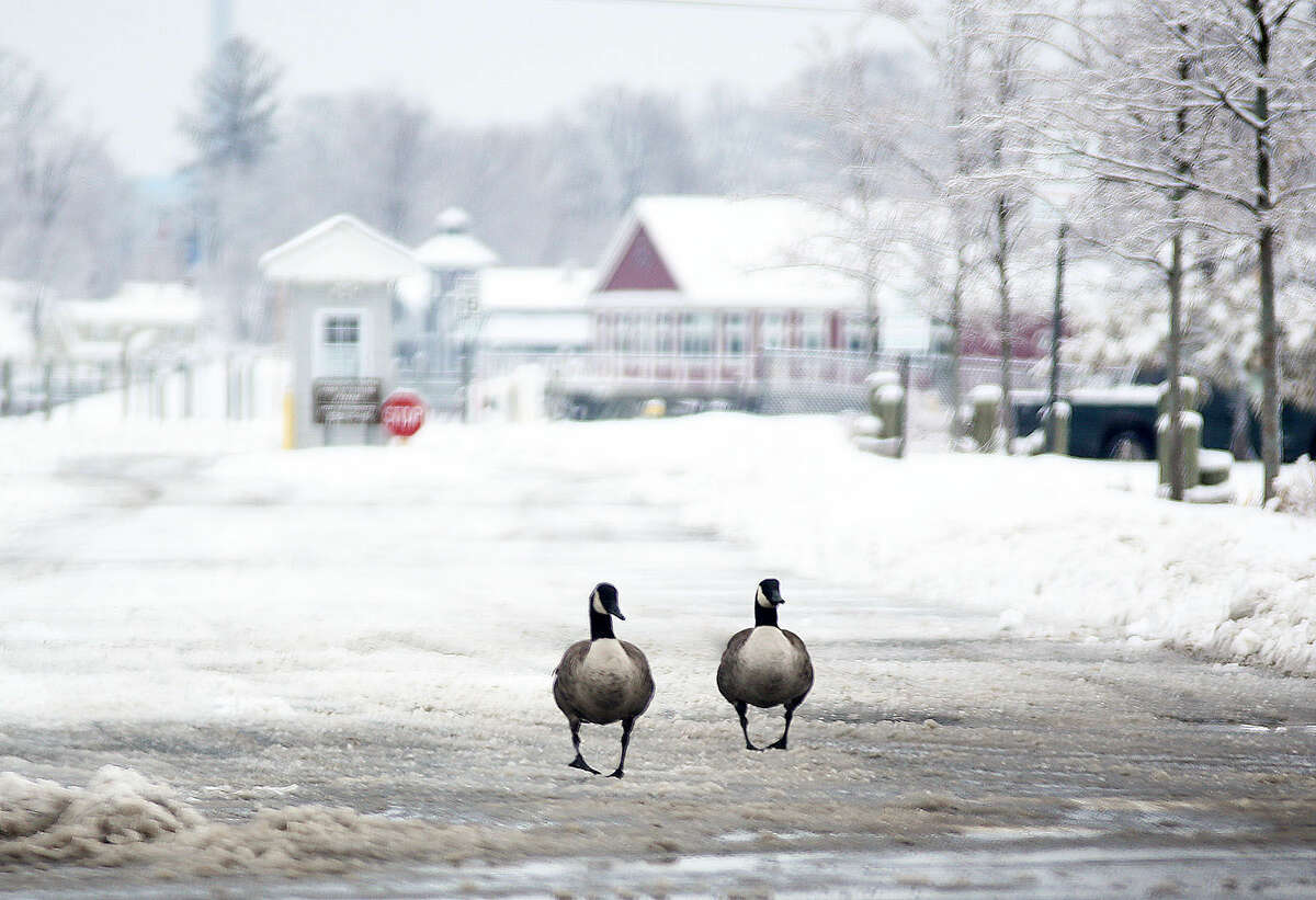 Two geese leave Veteran's Park after the snow storm Sunday morning. Hour Photo / Danielle Calloway