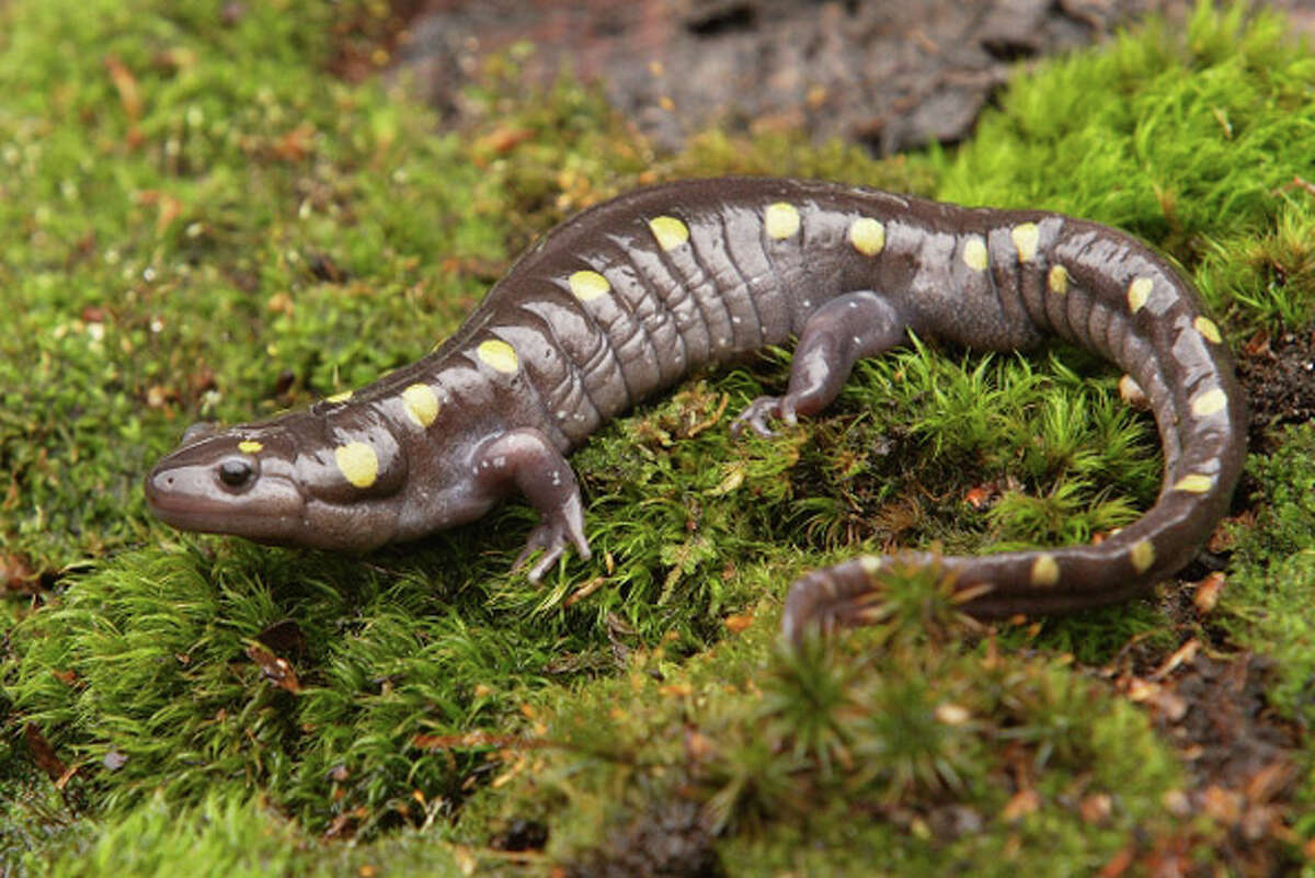 Paul J. Fusco, DEEP Wildlife Division One of the surest signs of spring is the mass migration of spotted salamanders. These underground dwellers emerge from winter dormancy with the season’s first warm rains, and then travel to their breeding pools.