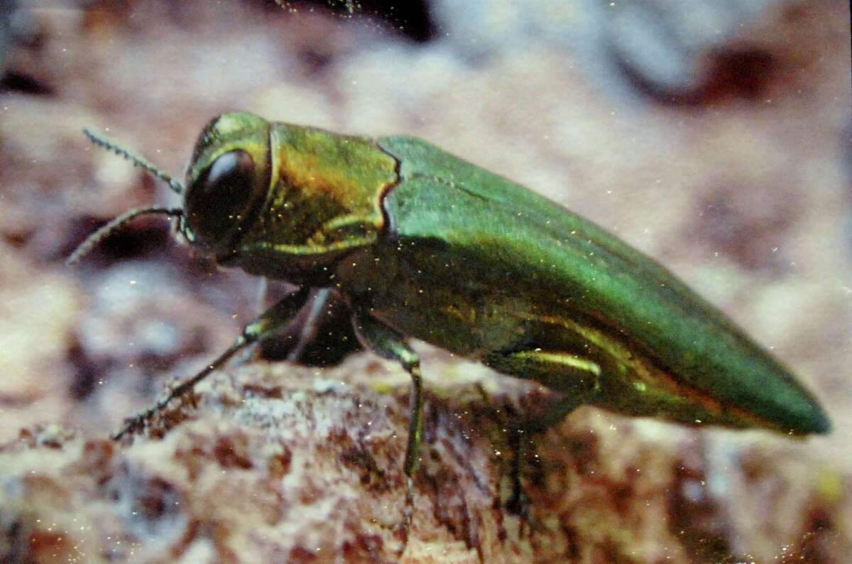 Copy of an Emerald Ash Borer picture on display at the Invasive Plant Conference on Wednesday, Feb.7, 2007, at the Holiday Inn in Colonie, N.Y. (WITH NEARING STORY)