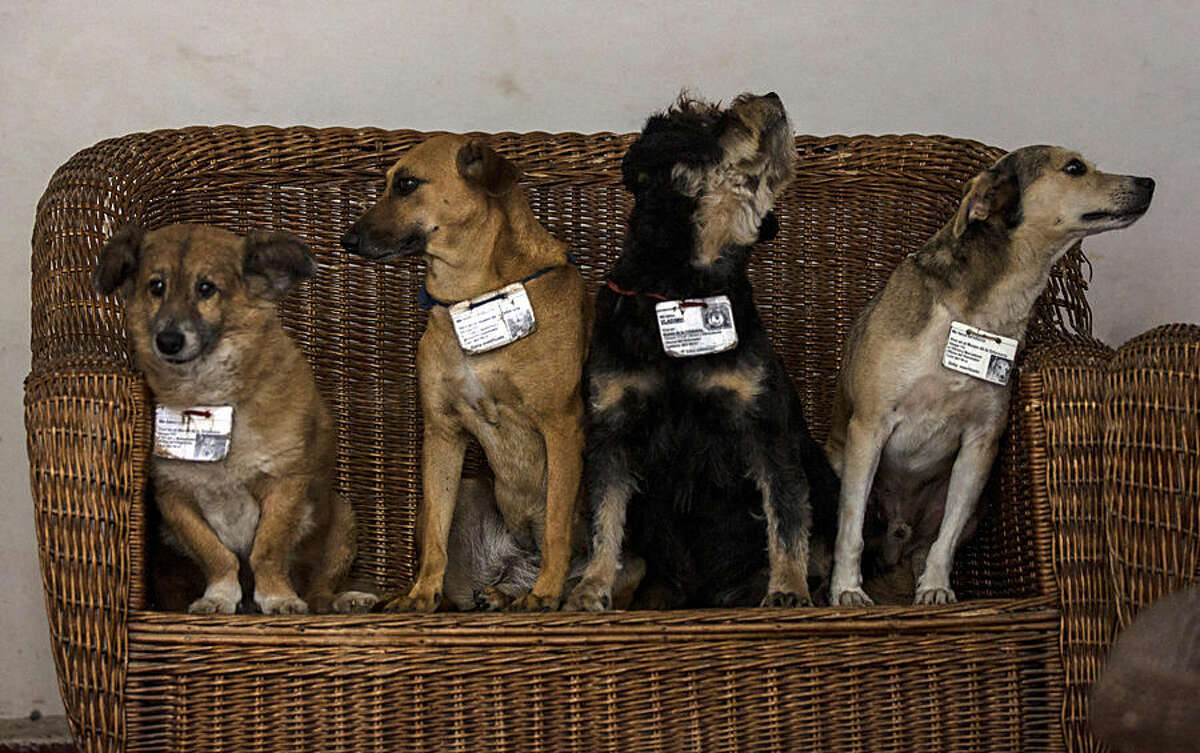 In this March 13, 2015 photo, former street dogs, from left, Leon, Canela, Vladimir, and Aparicio, pose for a group photo inside their home at the Old Havana Museum of Metalwork in Havana, Cuba. The institution's fifth dog, Carinoso, wasn't at the museum during the portrait session. Dogs in Old Havana benefit from the presence of dozens of state restaurants that donate leftovers to the animals. “They don’t eat bones,” said Victoria Pacheco, a guard in the metalwork museum. “They eat cold cuts, mincemeat, hot dogs and liver.” (AP Photo/Ramon Espinosa)