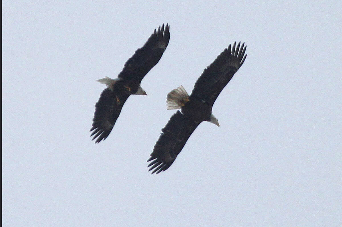 Photo by Larry Flynn A pair of Bald Eagles flies over Veterans Park in Norwalk in March 2015.