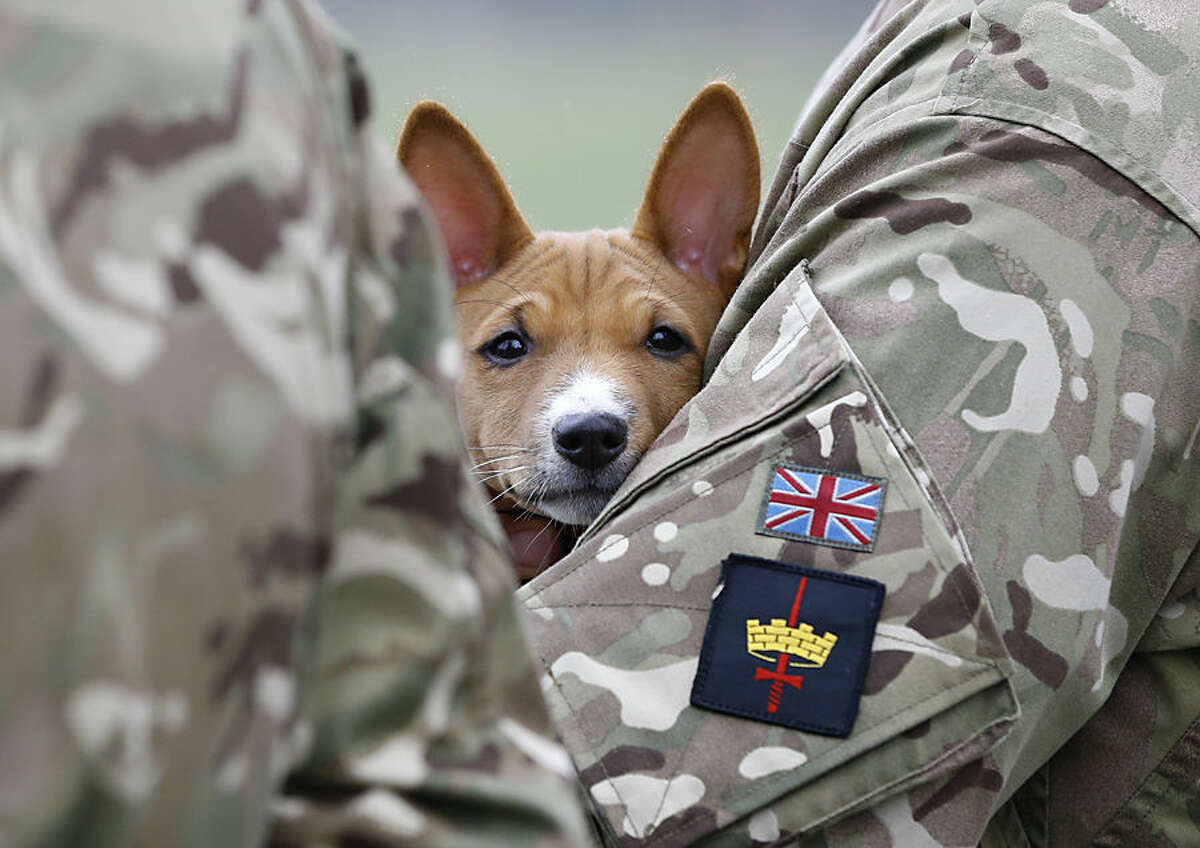 A basenji puppy looks out as he is held by a soldier watching the Household Cavalry Mounted Regiment parade in Hyde Park in London, Thursday, March 26, 2015. The regiment was undergoing their annual inspection to validate their ability to conduct state ceremonial duties for the year. 160 horses were paraded accompanied by the mounted Band of the Life Guards and Band of the Blues and Royals. (AP Photo/Kirsty Wigglesworth)