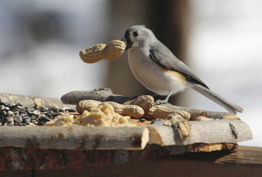 For The Birds Yard Work Inspires New Bird Feeder Design The Hour