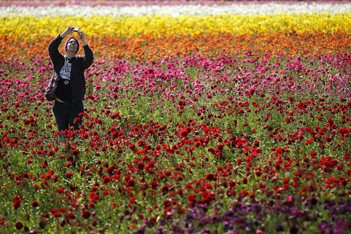 Emily Herren takes a picture with her phone as she visits the Flower Fields, Wednesday, April 2, 2014, in Carlsbad, Calif. A longtime Southern California attraction, the April blooms of colorful Ranunculus flowers at this roadside farm are a springtime tradition. (AP Photo/Gregory Bull)