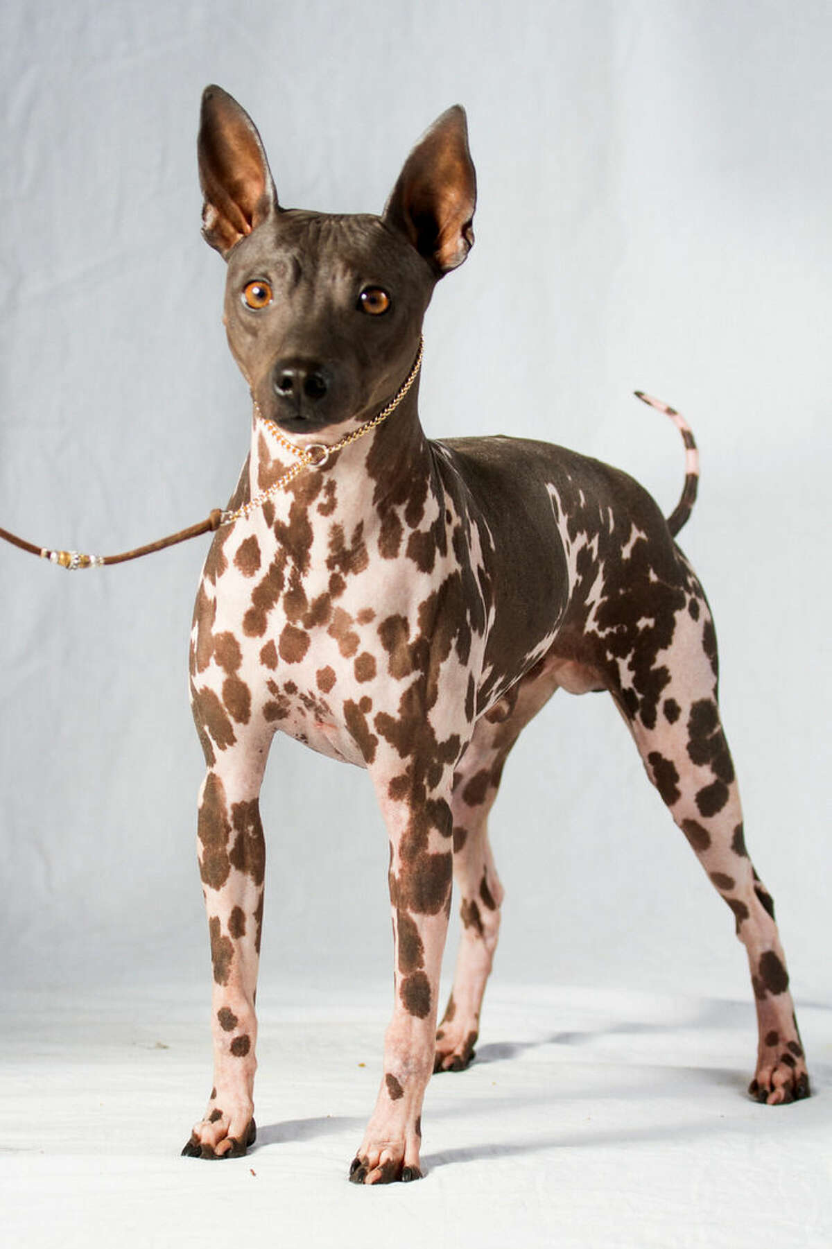 This undated photo provided by the American Kennel Club (AKC) shows an American Hairless Terrier, one of two newcomers recognized by the AKC that can now compete in most of the organizations shows and competitions, though not at the prominent Westminster Kennel Club show until next year. The two new breeds announced Tuesday, Jan 5, 2016, are the hairless terrier and a sloughi, also called the Arabian greyhound. (American Kennel Club via AP)