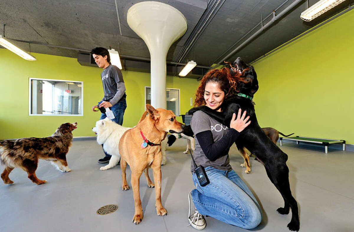 Hour photo / Erik Trautmann Pooch Dog Hotel assistant manager Stephanie Santiana cares for dogs while they stay at the new boarding facility in Norwalk. The Pooch Hotel will have their grand opening Saturday April 5th.