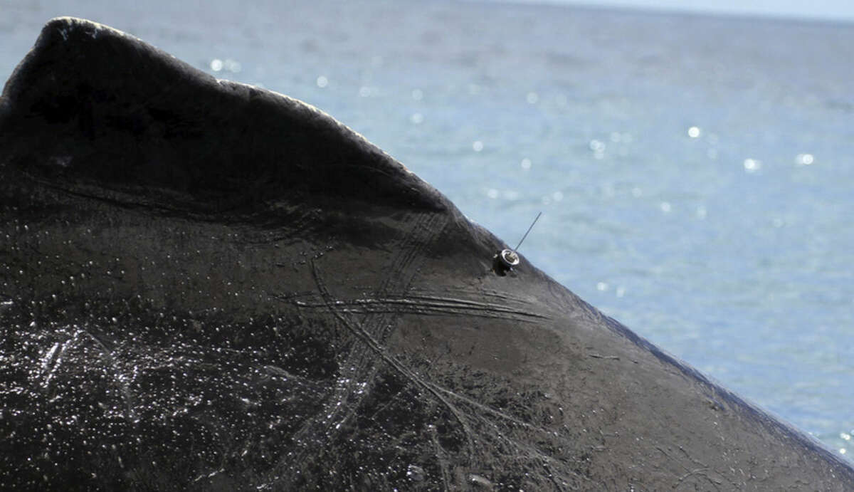 This undated photo provided by NOAA Fisheries and the Instituto Aqualie/Brazil shows a tiny GPS transmitter on the back of a humpback whale off the furing a tagging expedition off the coast of Brazil. Solar-powered trackers on wings recording California condors soaring to 15,000 feet, locators attached to humpback whales that reveal 1,000-foot dives to underwater mountains, and GPS collars on Yellowstone ecosystem grizzly bears give new insights into one of the most studied large carnivore populations in the world.(NOAA Fisheries/Instituto Aqualie/Brazil via AP)