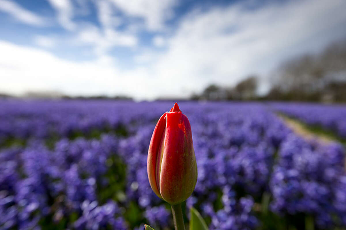A lone tulip sprouts up in a field of blossoming hyacinths near Lisse, Netherlands, Thursday, April 16, 2015. Flowers are left to blossom in the field to harvest the bulbs, one of the country's well known export products. (AP Photo/Peter Dejong)