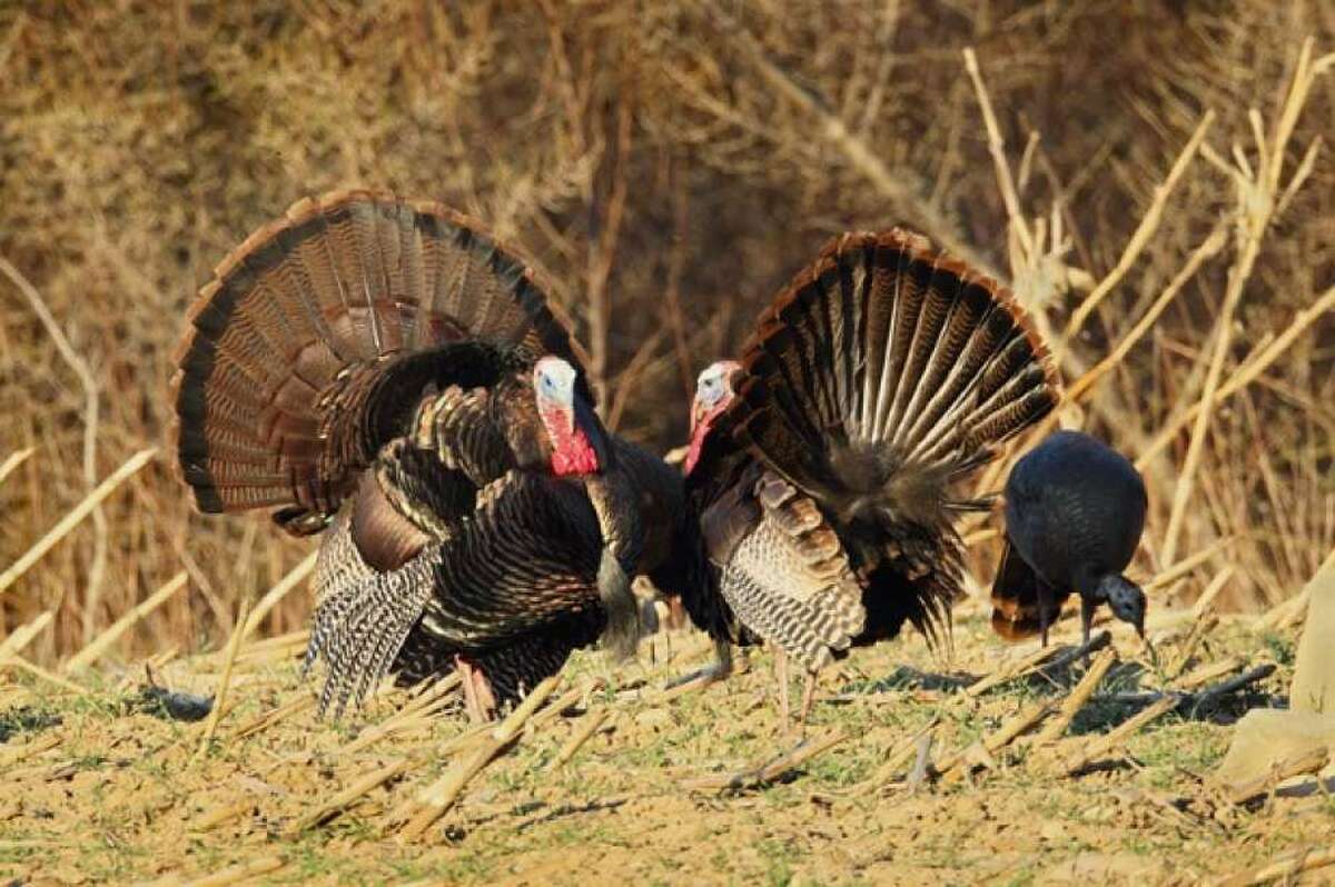 Connecticut's fantastic turkeys and where to find them