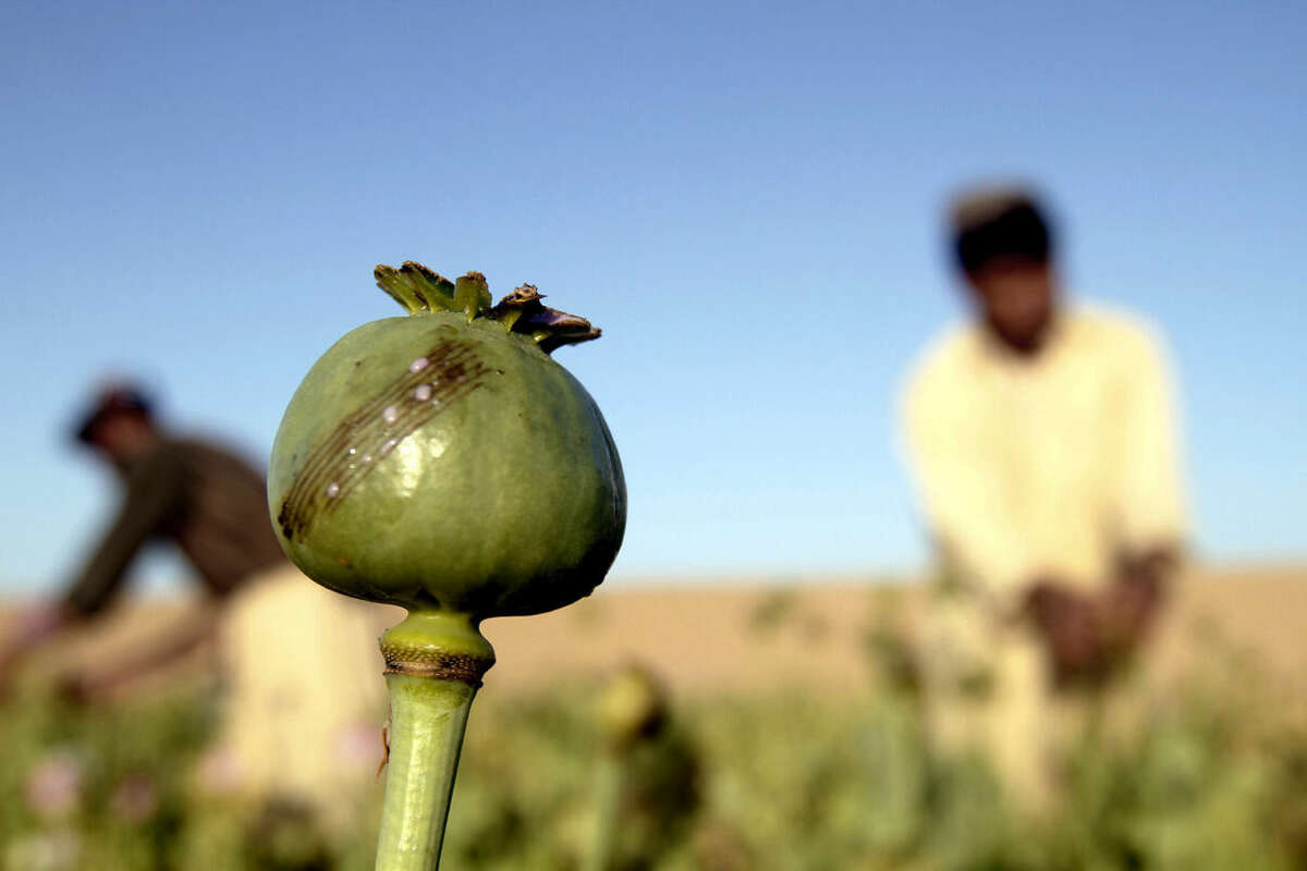 In this Saturday, April 11, 2015 photo, Afghan farmers harvest raw opium at a poppy field in Kandahar’s Zhari district, Afghanistan. This year, many Afghan poppy farmers are expecting a windfall as they get ready to harvest opium from a new variety of poppy seeds said to boost yield of the resin that produces heroin. The plants grow bigger, faster, use less water than seeds they’ve used before, and give up to double the amount of opium, they say. (AP Photo/Allauddin Khan)