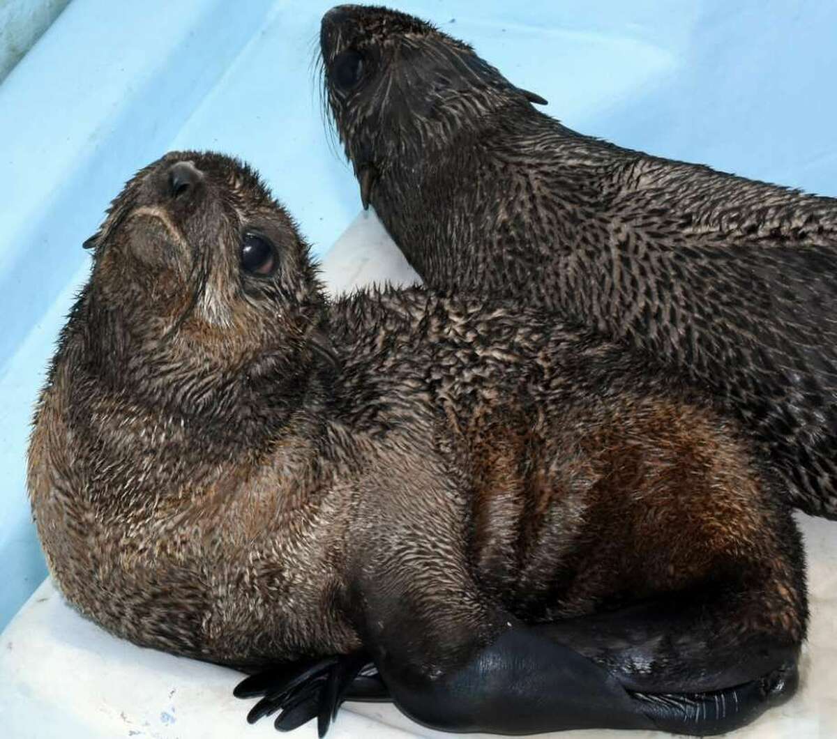 Two Northern fur seal pups have been relocated from the southern California coast to the Mystic Aquarium near the shore of Long Island Sound. The seal pups, named Pup XCu31 and Pup XCu32, had some kind of difficulties eating in the Pacific Ocean. If the two seals were released into the Pacific Ocean, it’s likely they wouldn’t survive. (Photo: Contributed)