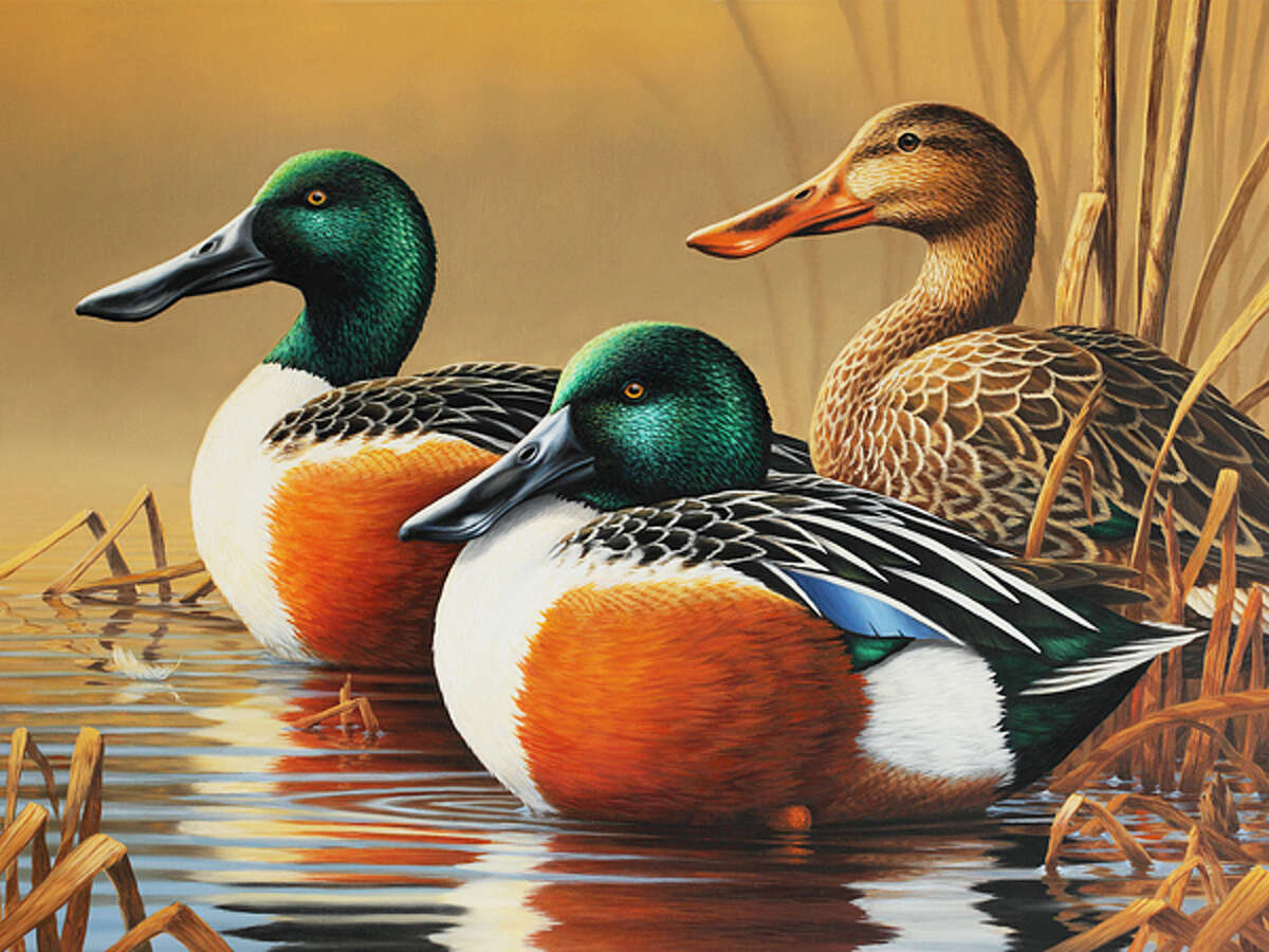 Wildlife artist Guy Crittenden’s depiction of three northern shovelers was the winner of the Department of Energy and Environmental Protection’s (DEEP) 2014-2015 Connecticut Migratory Bird Conservation (Duck) Stamp Art Contest. 