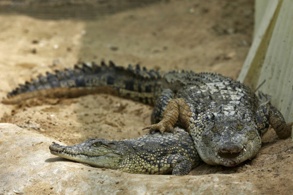 In this Tuesday, April 22, 2014 photo, two crocodiles are seen at a breeding farm on the southern Persian Gulf island, Qeshm in Iran. Crocodile farming isn?’t the most obvious business opportunity in Iran. The wide-jawed reptiles aren?’t native to the country, their meat can?’t legally be served at home and they don?’t have the friendliest reputation. (AP Photo/Ebrahim Noroozi)