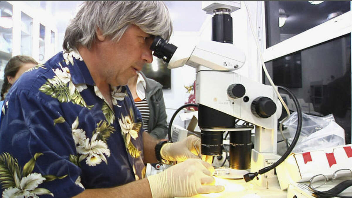 In this March 30, 2014, photo, University of Florida neurobiologist Leonid Moroz looks through a microscope to dissect nerve cells from a mysterious marine creature called a comb jelly, while on board a ship off the coast of Florida. Moroz is on a quest to decode the genomic blueprints of fragile marine life, like these comb jellies, in real time _ on board the ship where they were caught. (AP Photo/Suzette Laboy)