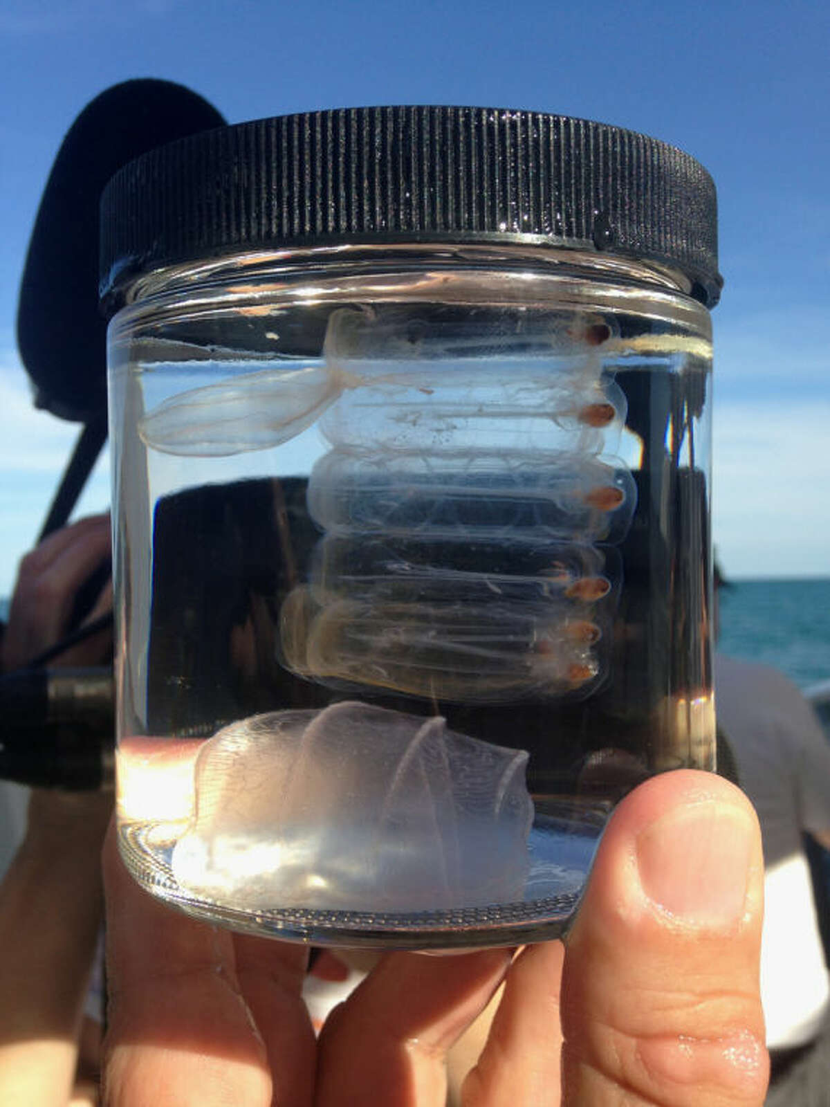 This March 30, 2014, photo shows a sea salp and some mysterious creatures named comb jellies, caught by University of Florida neurobiologist Leonid Moroz while diving in the Gulf Stream off the coast of Florida. The animals are headed for Moroz's unique floating laboratory, where he aims to decode the genomic blueprints of fragile marine life in real time _ on board the ship where they were caught. (AP Photo/Lauran Neergaard)