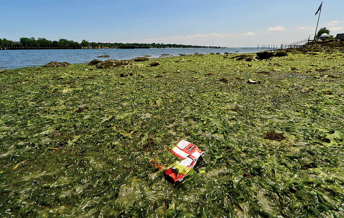 The western shore of the west branch of Stamford Harbor. The Stamford Harbor Management has requested $100,000 from the city to buy a specialized boat to clean up the garbage that flow inland from the harbor and the branches.