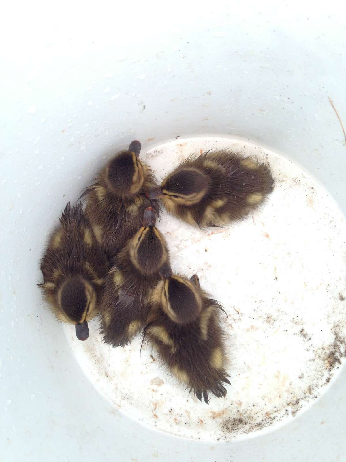 Westport Fire personnel saved five Mallard chicks from a storm drain on Tuesday morning.